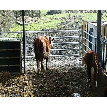 High Resolution Cow Calving Camera over O2 3G